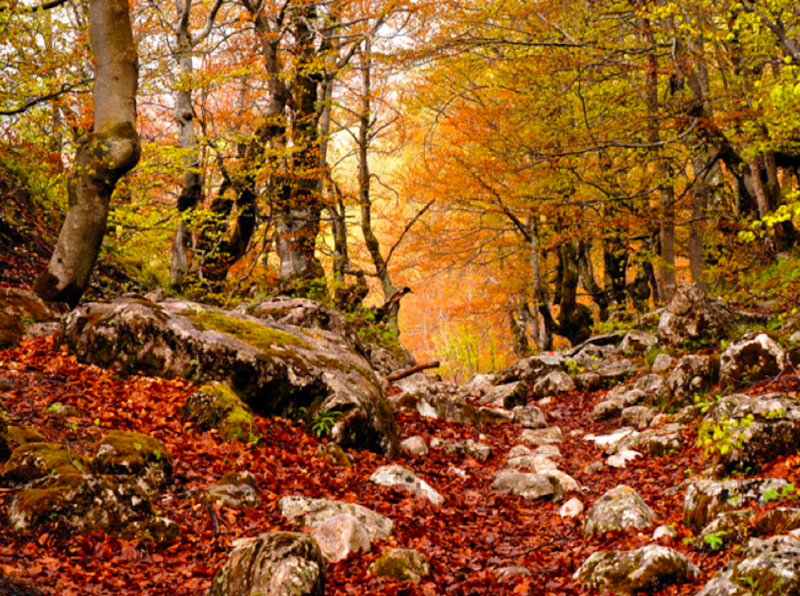 Durmitor Forest in Autumn