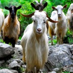 Montenegrin Goats