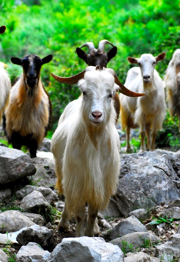 Montenegrin Goats