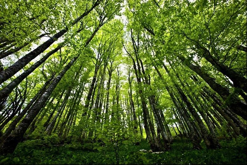 Tall Trees In The Forest